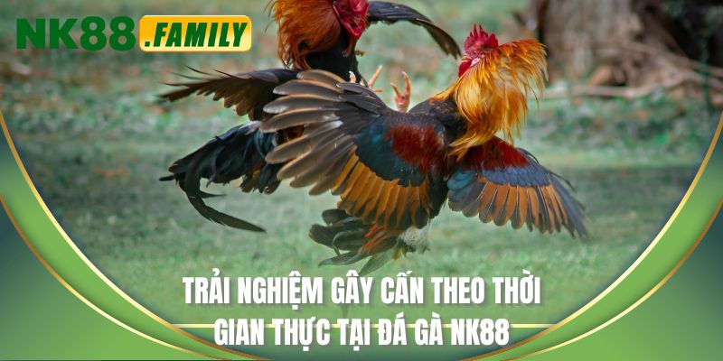 Trải nghiệm gây cấn theo thời gian thực tại đá gà NK88
